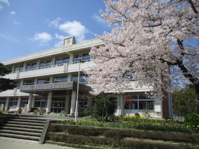 糠沢小の桜